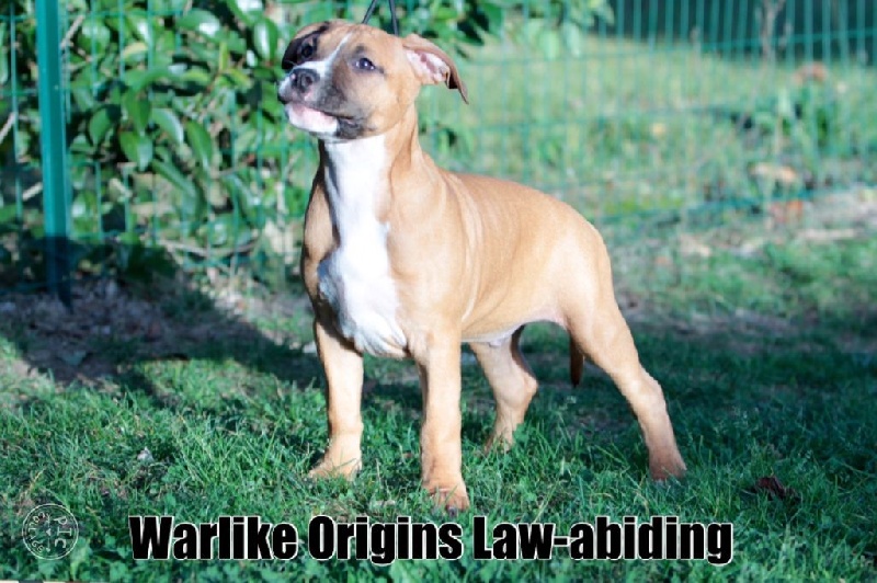 Warlike Origins Law-abiding