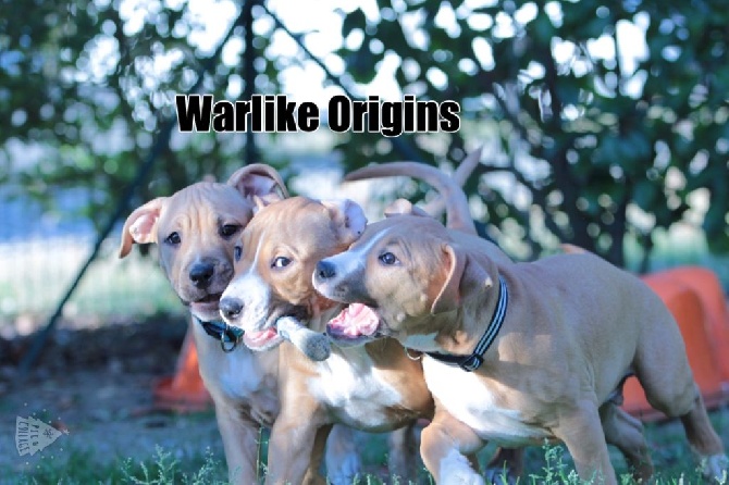 Warlike Origins - Chiots disponibles
